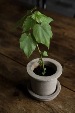 ERNST Garden Details & Accessories*terracotta pot with saucer, Ø12x10 cm Brown