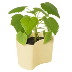 RIG-TIG Garden Details & Accessories*YOUR TREE pot with seeds, (Beech) Yellow