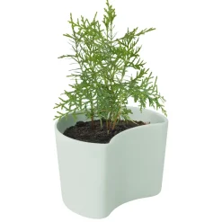 RIG-TIG Garden Details & Accessories*YOUR TREE pot with seeds, (Pine) Green