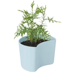 RIG-TIG Garden Details & Accessories*YOUR TREE pot with seeds, (Pine) Blue